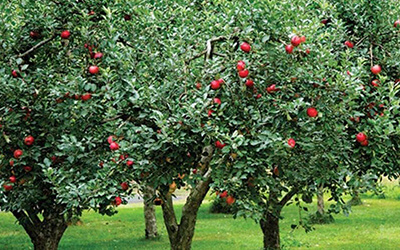 Apple Tree