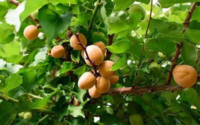 Apricot Tree