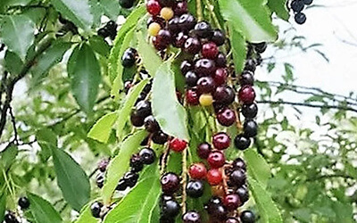 Cherry Tree