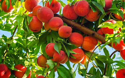 Peach Tree