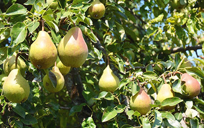 Pear Tree