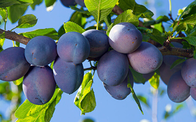 Plum Tree